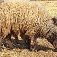 شیشک قوچ.شیشک میش|حیوانات مزرعه|مرودشت, رودبال|دیوار