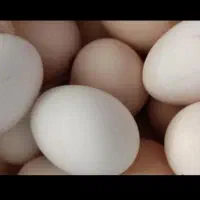 تخم مرغ محلی