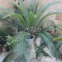 گل و گیاه تزیینی و زینتی|گل و گیاه طبیعی|رشت, شالکو|دیوار