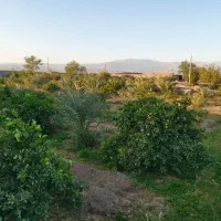کشاورزی،و ابیاری و دامداری   شهرستان بم