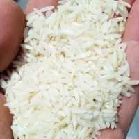 برنج صدری زرد دم