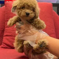 سگ پودل توی|سگ|تهران, باغ فیض|دیوار