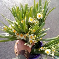 گل نرگس|گل و گیاه طبیعی|بیرجند, |دیوار