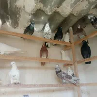 سلام به همه دوستان تعداد کبوتر خوب به فروش می رسد|پرنده|اسلامشهر, شهرک سالور|دیوار