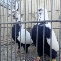 کبوتر دم سیاه|پرنده|کبودرآهنگ, |دیوار