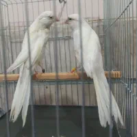 قناری رسمی بلند