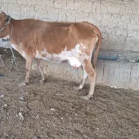 گاو و گوساله|حیوانات مزرعه|خمک, |دیوار