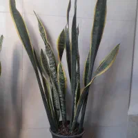 سانسوریا ابلغ|گل و گیاه طبیعی|قم, نیروگاه|دیوار