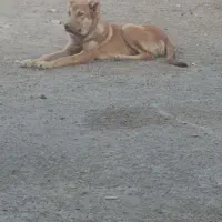 سگ سرابی|سگ|باسمنج, |دیوار