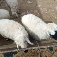 5 عدد بره نر و ماده چاق چاق|حیوانات مزرعه|زاهدان, |دیوار