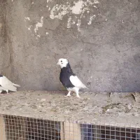 کبوتر|پرنده|بم, |دیوار