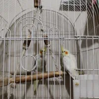 عروس هلندی|پرنده|وحیدیه, |دیوار