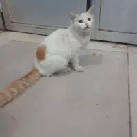 گربه دم سنجابی|گربه|رشت, سعدی (تختی)|دیوار