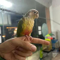 گرینچیک آناناسی رد رام|پرنده|چالوس, |دیوار