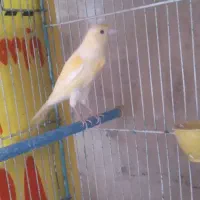 قتاری،فنچ،مرغ عشق هلندی،عروس هلندی