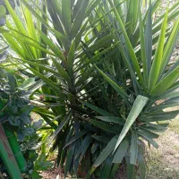 همه نوع گل و گیاه به قیمت جهادی وهمه نوع مرکبات|گل و گیاه طبیعی|آستانه اشرفیه, |دیوار