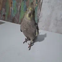 پرنده عروس هلندی ماده