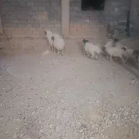 نه عدد بره  سالم وسرحال