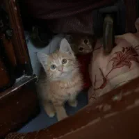 4تا بچه گربه با مامانشون