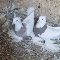 طوقی پاپر|پرنده|مبارکه, |دیوار