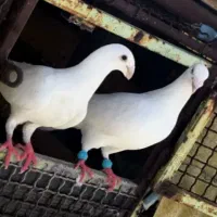 جفت هومر با ۲ عدد جوجه ۵ روزه