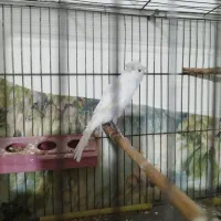 قناری سفید درشت و کشده کاکولی‌فروش یا معاوضه