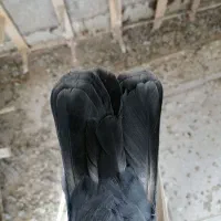 ماده دم سبز کرمانی اصل