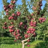 سیب نهال سیب فرانسه