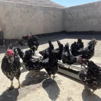 تخم مرغ گلین