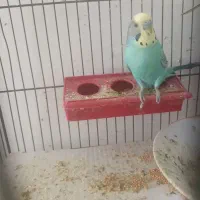 مرغ عشق اسپانگل