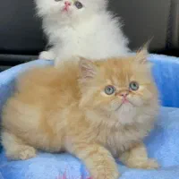 بچه گربه های اشرافی نژاد دار