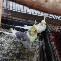 یه جفت عروس هلندی نر و ماده