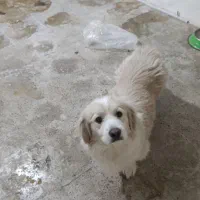 واگذاری یک قلاده پامر اشپیتز نر