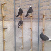 کفترپلنگ.ریش|پرنده|بیرجند, |دیوار