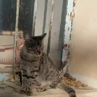 بدلیل مسافرت واگذار میشوند.|گربه|تبریز, |دیوار