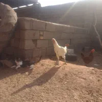 خروس لاری|حیوانات مزرعه|خواف, |دیوار