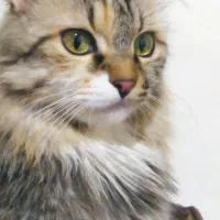 گربه|گربه|عسلویه, |دیوار