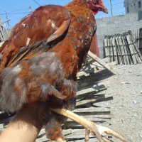جوجه محلی