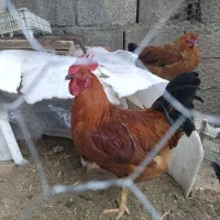 مرغ و خروس محلی|حیوانات مزرعه|سردشت, |دیوار