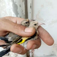 سهره جوجه سهره کرم روشن نشوندار و چندتابخون خوب|پرنده|مشهد, شهید معقول|دیوار