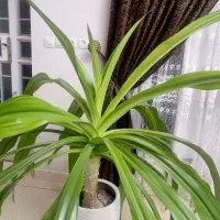 گل برگ ذرتی|گل و گیاه طبیعی|شیراز, تحویلی|دیوار