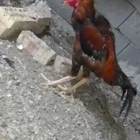 مرغ