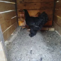 مرغ و خروس برهما (بافق)