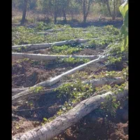 خرید انواع چوب باغی و ساختمانی|خدمات باغبانی و درختکاری|علی‌آباد کتول, |دیوار