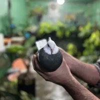 کبوتر طوقی زیره ای|پرنده|قائمشهر, |دیوار