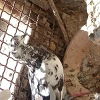 کفتر سرور و پرشی|پرنده|کاشان, لتحر|دیوار