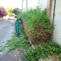 هرس شمشاد و درخت