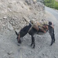 الاغ نر خر|حیوانات مزرعه|سنندج, |دیوار