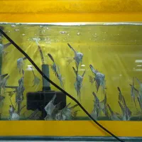 یکی بخر دوتاببر|ماهی|تربت جام, شهید مدرس|دیوار