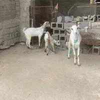 فروش چند راس بز ماده و|حیوانات مزرعه|میناب, |دیوار